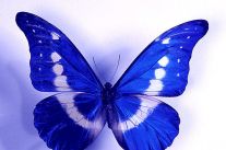 蝴蝶形态-形态所处的位置更重要